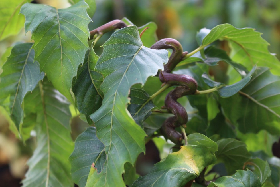 Châtaignier Vincent Van Gogh Châtaignier Vincent Van Gogh