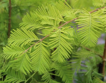 Gold Rush Dawn Redwood