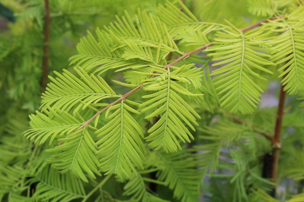 Metasequoia doré