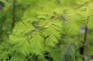 Metasequoia doré