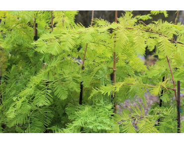 Gold Rush Dawn Redwood
