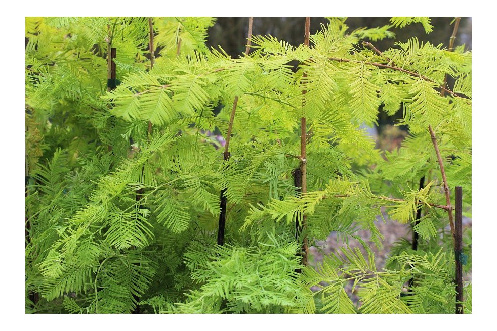 Metasequoia doré
