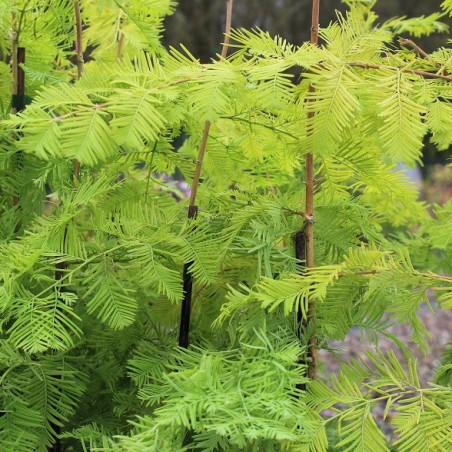 Gold Rush Dawn Redwood