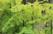 Metasequoia doré