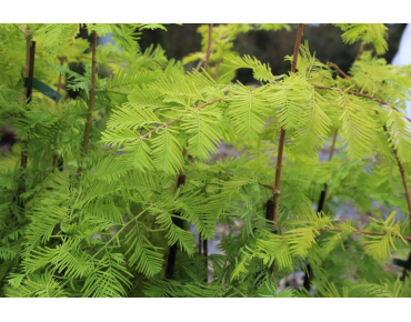 Gold Rush Dawn Redwood