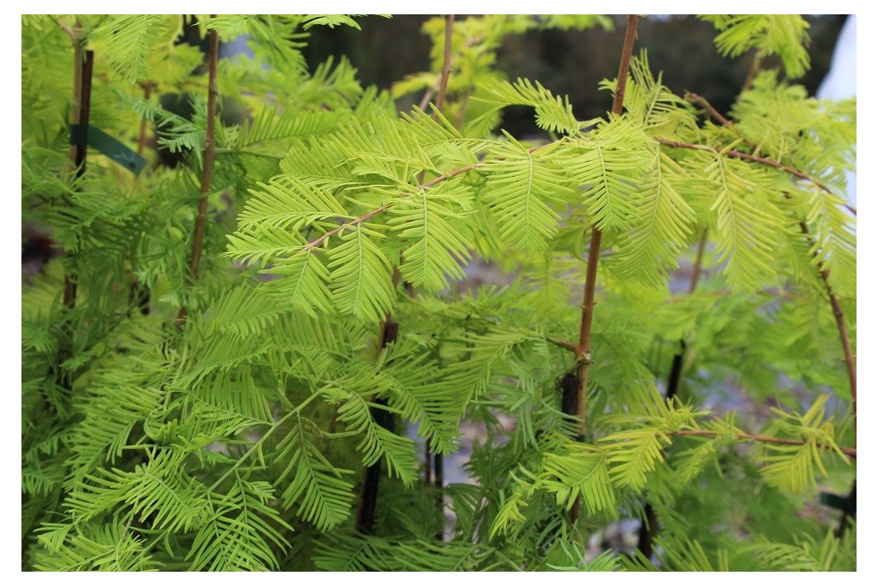 Metasequoia doré
