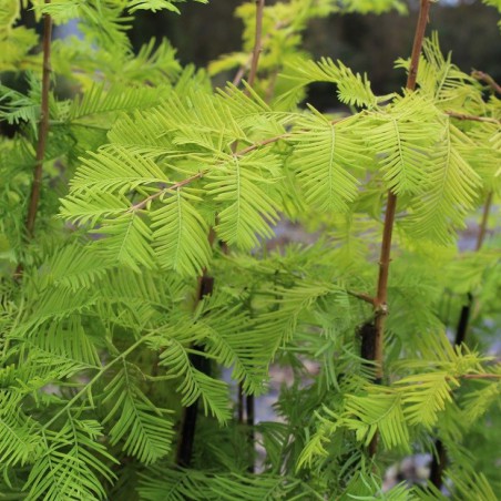 Metasequoia doré