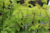 Metasequoia doré