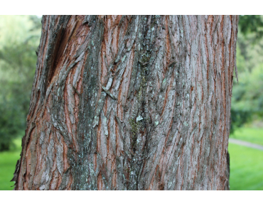 Gold Rush Dawn Redwood