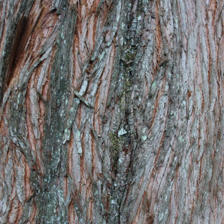 Gold Rush Dawn Redwood