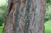 Metasequoia doré Metasequoia doré