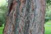 Metasequoia doré