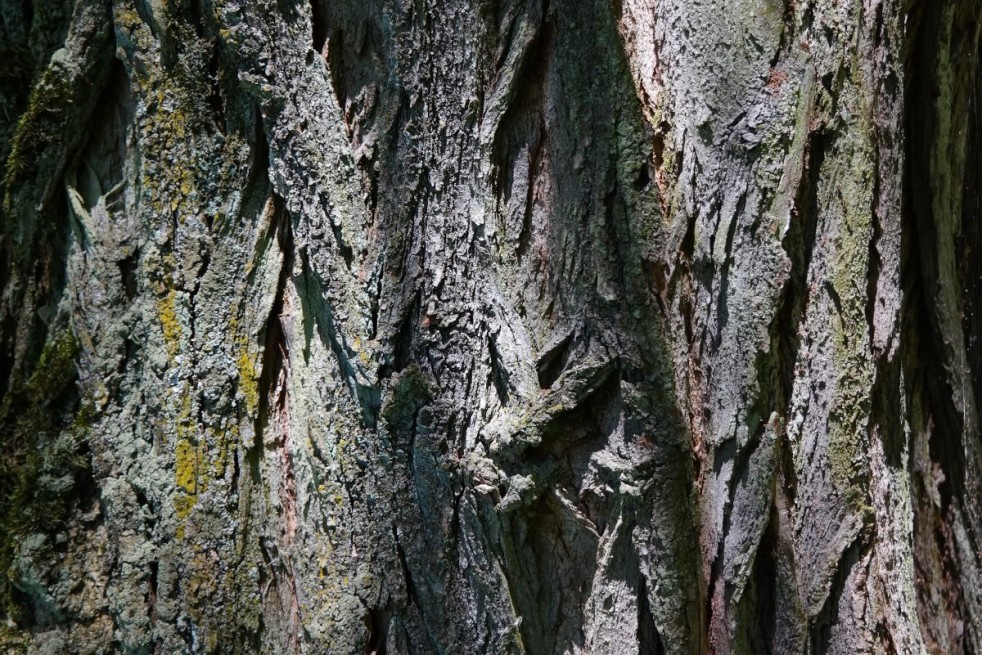 Rosa acacia