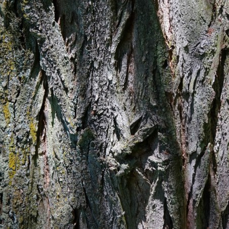 Acacia rose