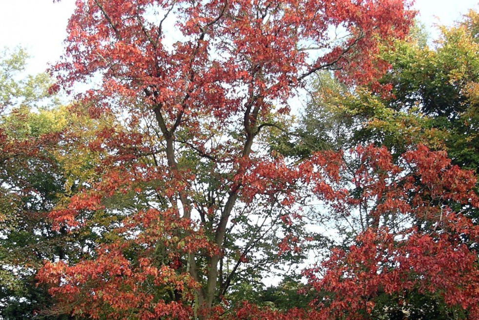 quercus_rubra quercus_rubra