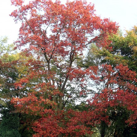 Chêne rouge d'Amérique - Quercus Rubra - Jardins du Monde be