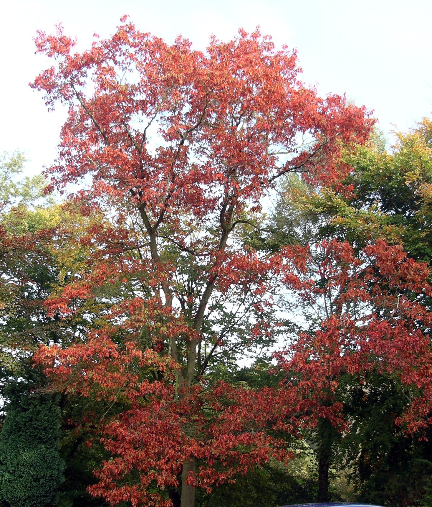 Chêne rouge d'Amérique