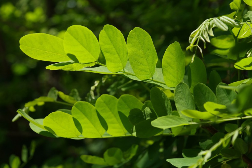 Rosa acacia