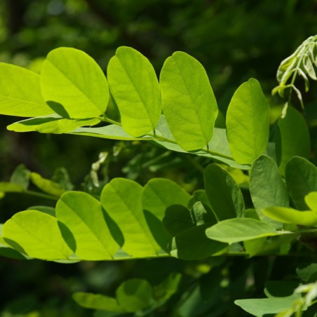 Roze acacia