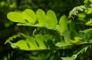 Rosa acacia