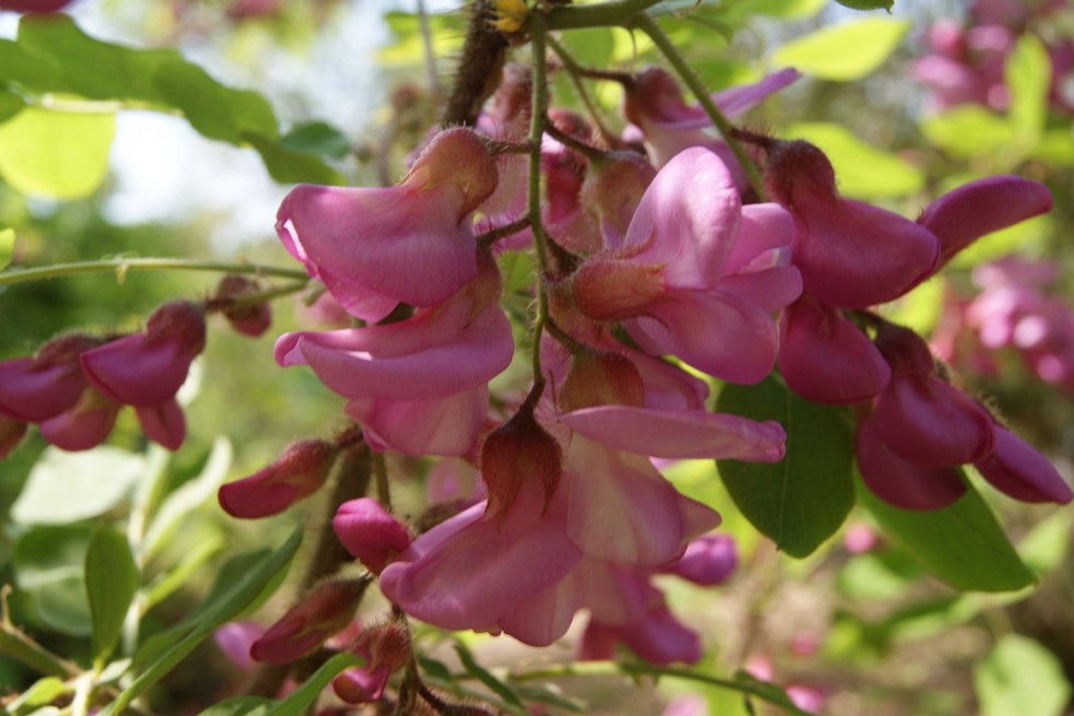 Rosa acacia
