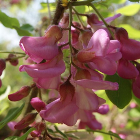 Acacia rose