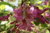 Rosa acacia
