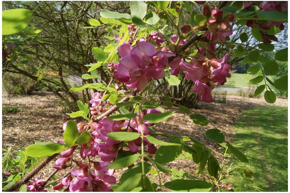 Roze acacia