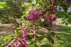 Rosa acacia
