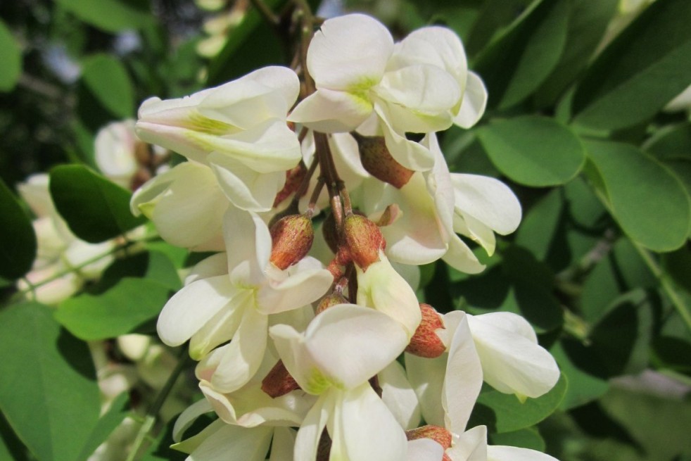 Twisty Baby Black Locust