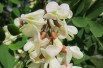 Twisty Baby Black Locust