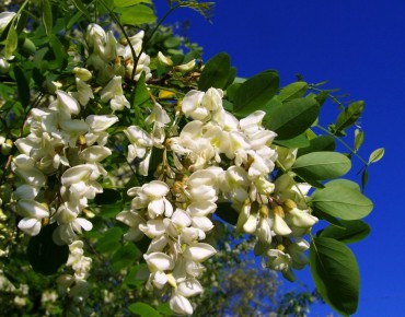 Acacia nain tortueux