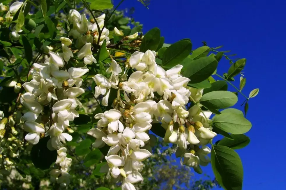 Acacia nain tortueux