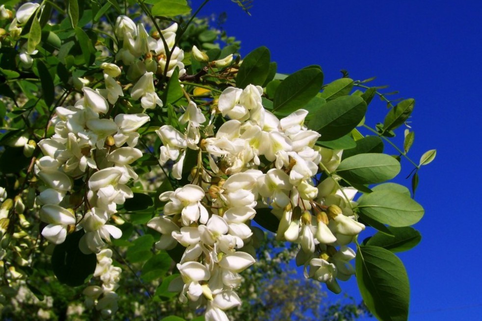 Twisty Baby Black Locust