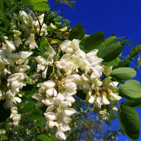 Acacia nain tortueux