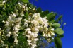Twisty Baby Black Locust