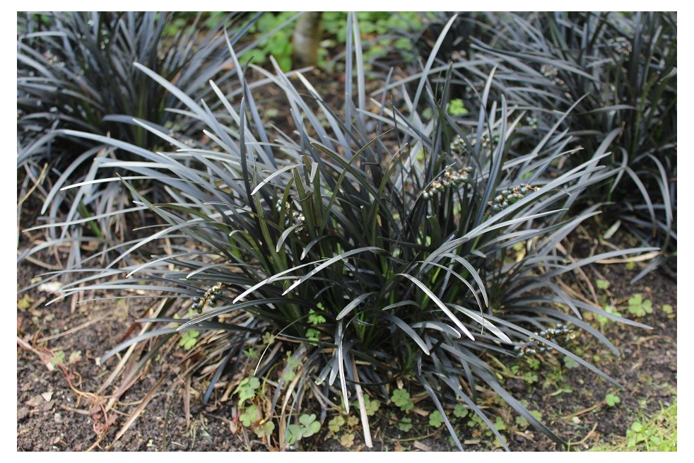 Barbe de serpent Niger