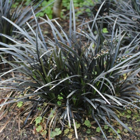 Black mondo grass