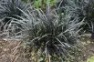Black mondo grass