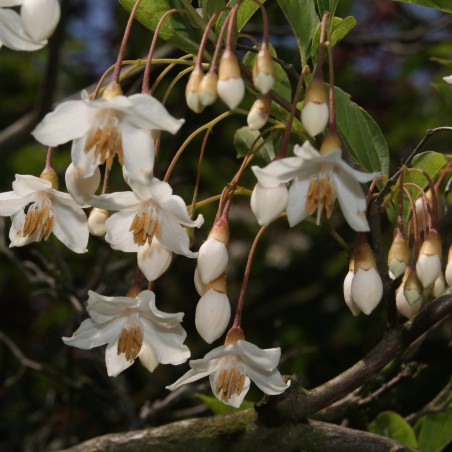 Styrax japonica