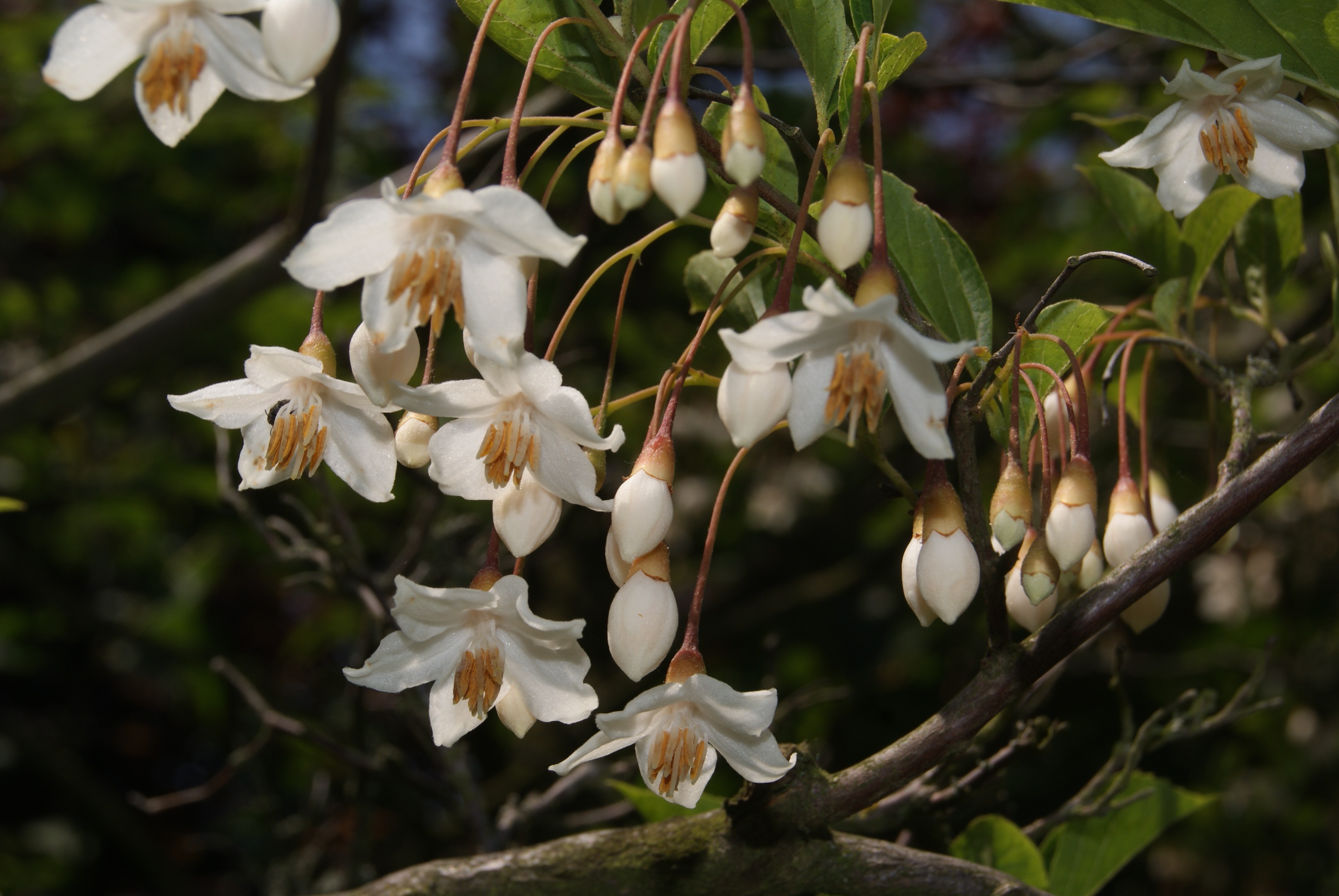 Styrax japonica