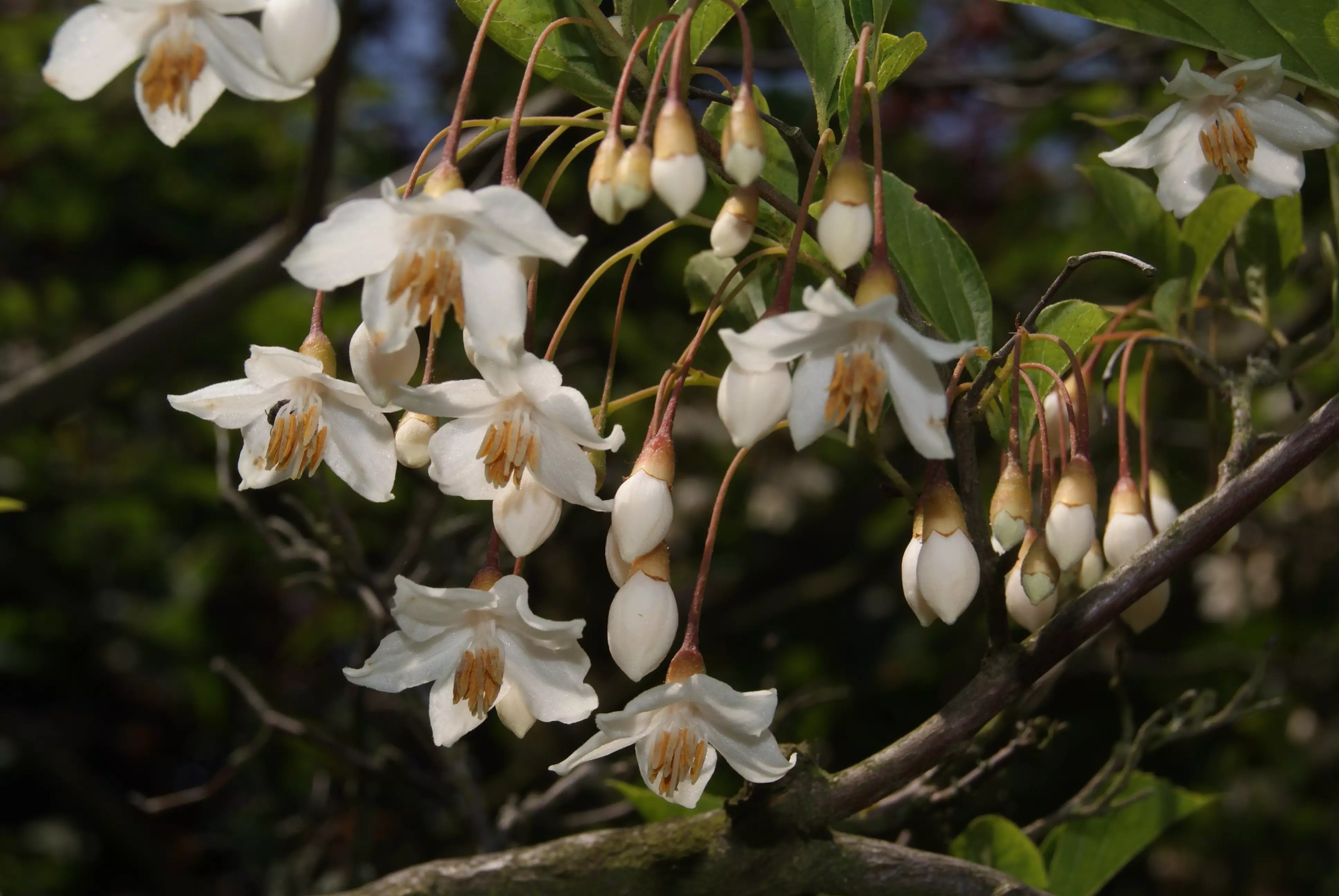 Styrax japonica