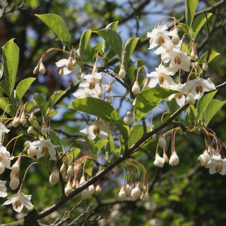 Japanischer Storaxbaum - Styrax japonica