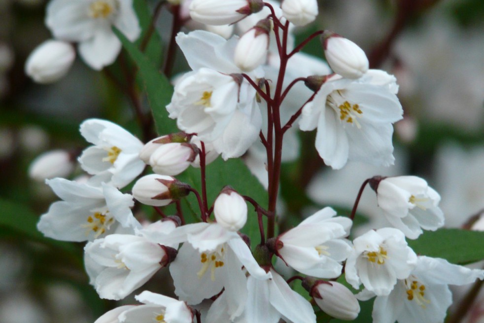 Bruidsbloem Kalmiiflora