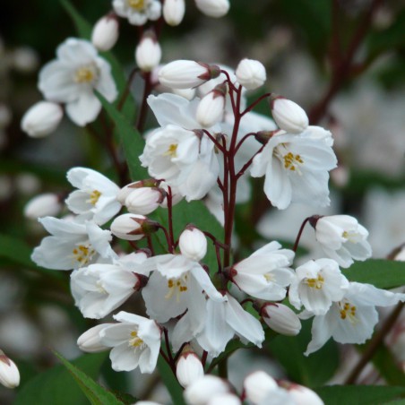Deutzia Kalmiiflora
