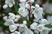 Deutzia Kalmiiflora