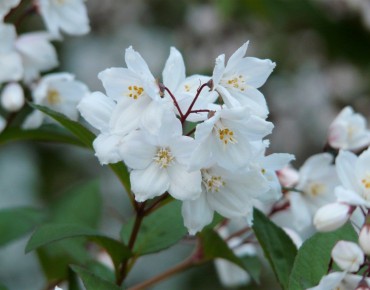 Deutzia Kalmiiflora