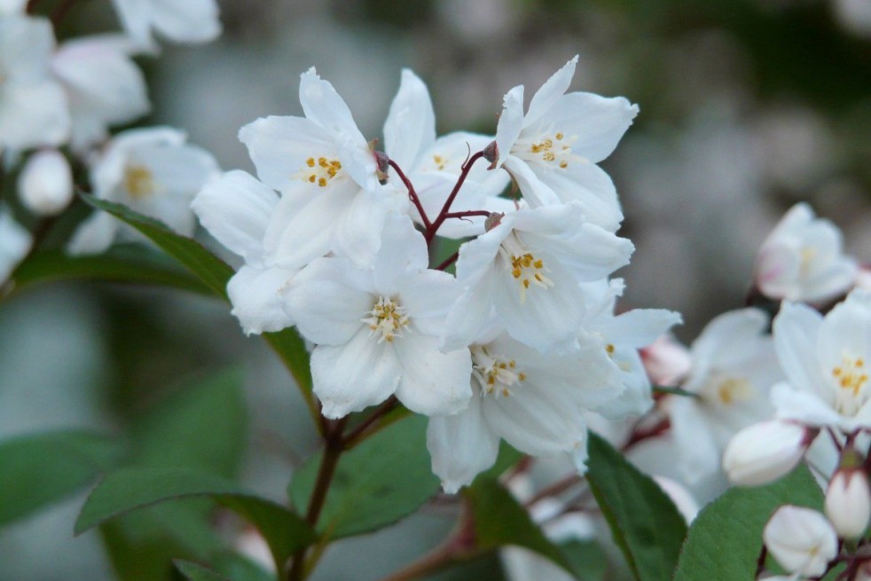 Deutzie Kalmiiflora