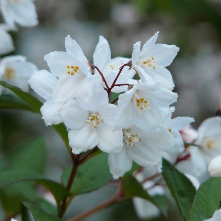 Deutzia Kalmiiflora