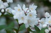 Deutzia Kalmiiflora